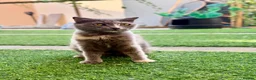 Arabian Mau cats for adoption: Bella  - Advert 6