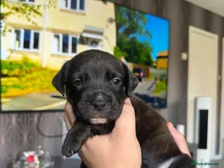 Mixed Breed dogs Bullmastiff x staffy puppies - Advert 2