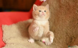 British Shorthair cats for sale: ⭐Rare Cream British Shorthair Boy ⭐  - Image 6