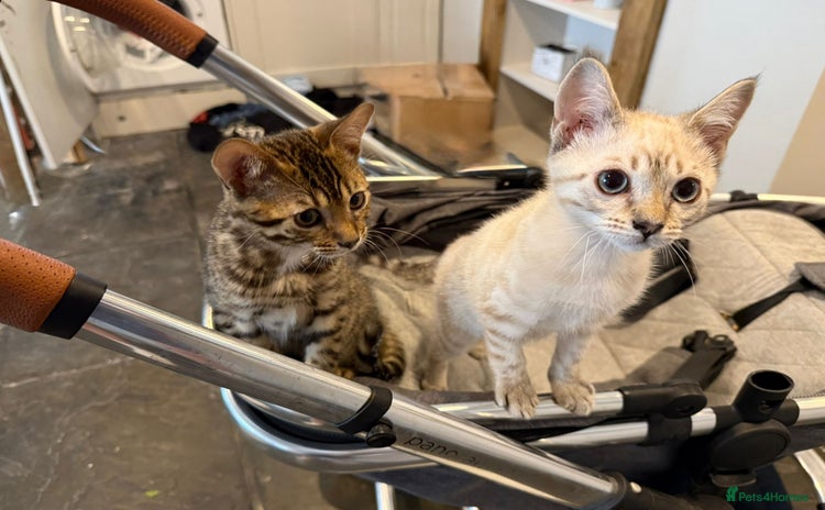 Bengal cats - Advert 1