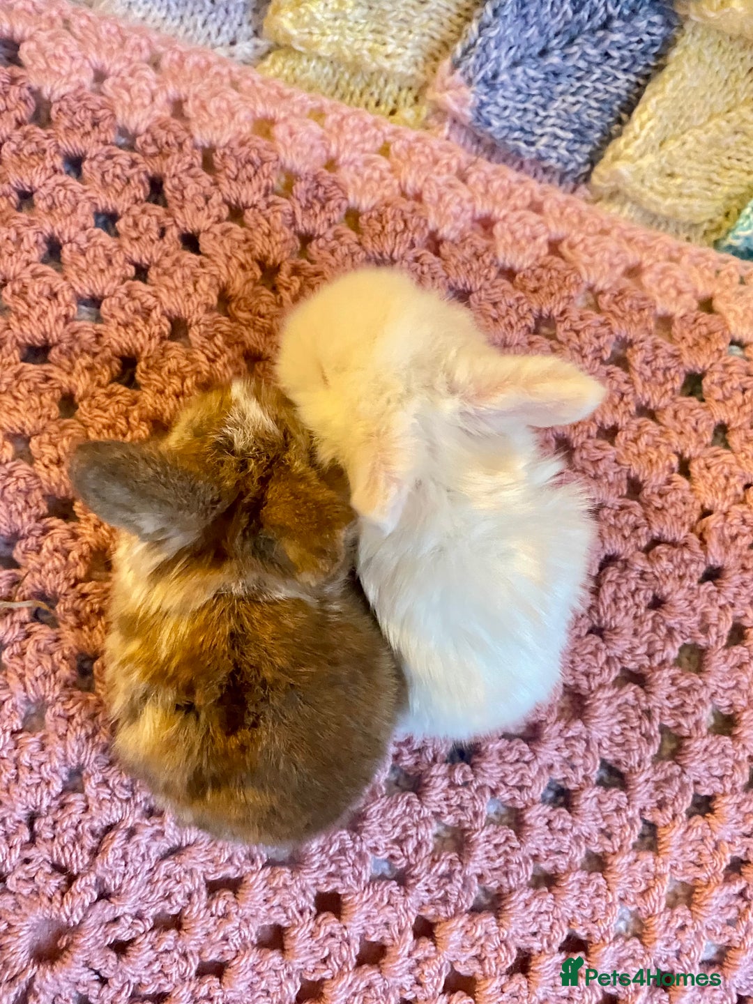 Mini Lop rabbits for sale: Pure bred Mini Lops - Advert 8