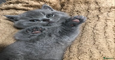 British Shorthair cats - Advert 11