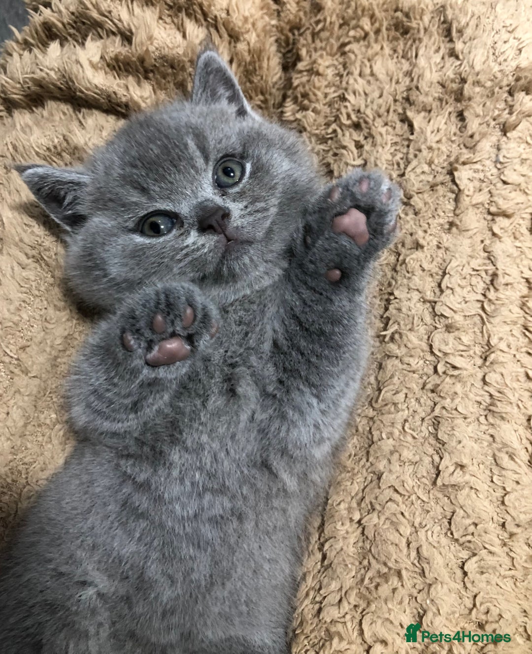 British Shorthair cats for sale: LAST GIRL GCCF British shorthair kittens for Sale - Image 4