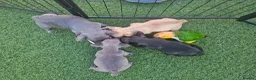 French Bulldog dogs for sale: Beautiful  KC registered French bulldog puppies  in Chorley - Advert 10