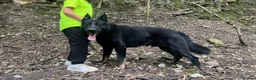 German Shepherd dogs for sale: German Shepherd male Read Add - Advert 6