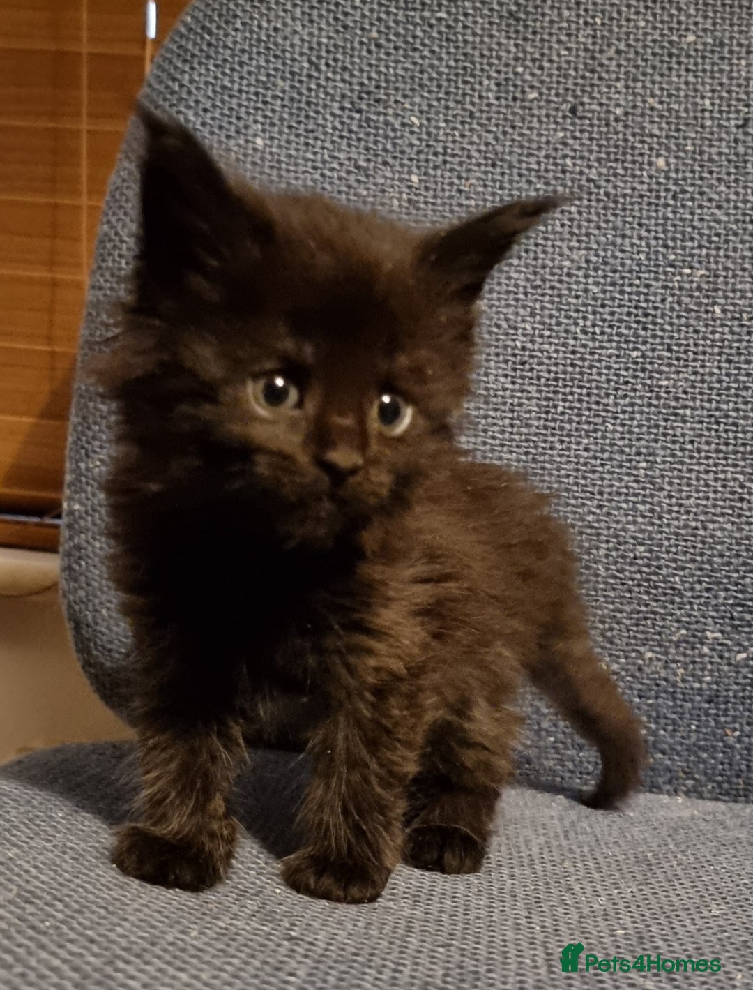 Maine Coon cats for sale: Pedigree GCCF registered Maine Coon Kittens  - Advert 4