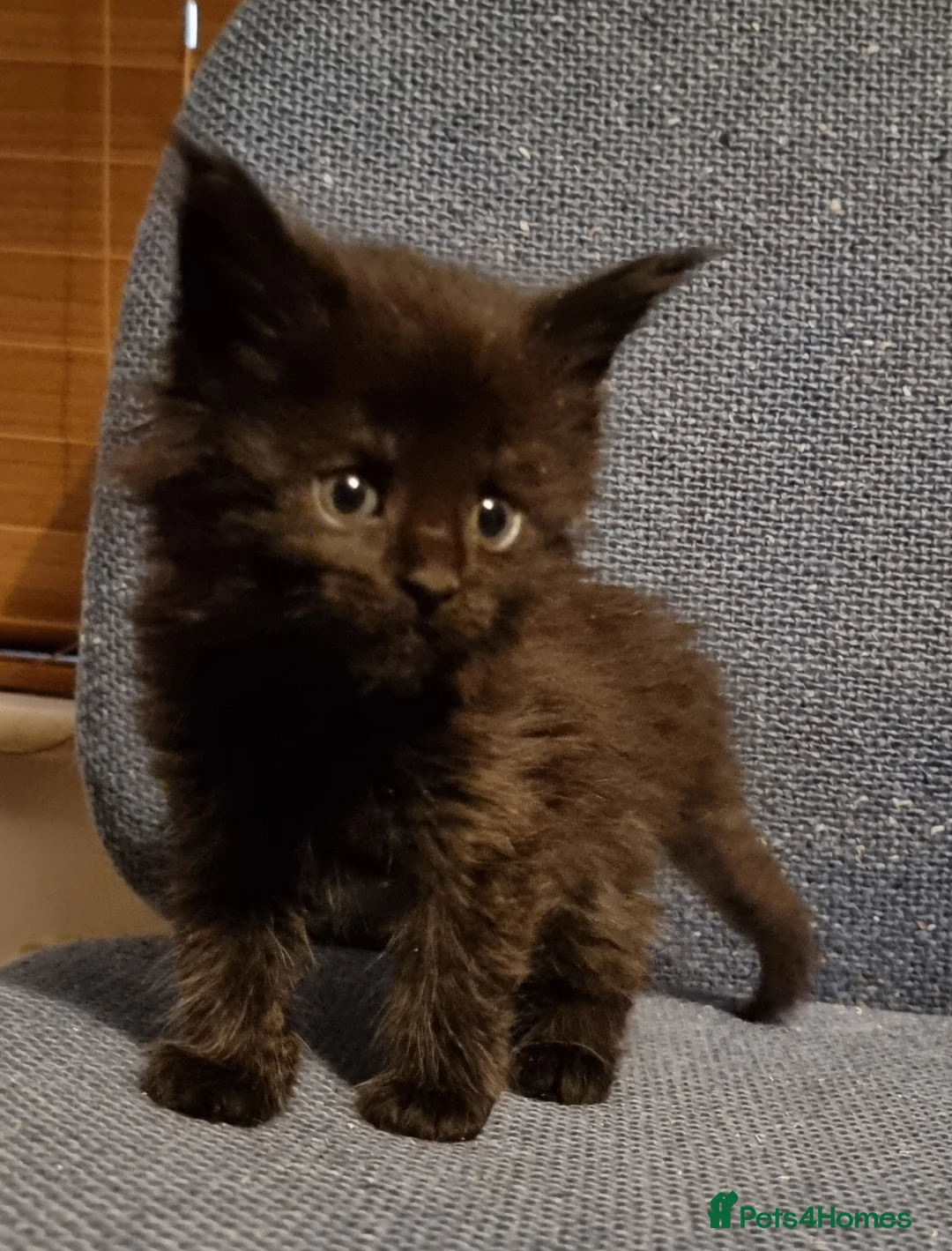 Maine Coon cats for sale: Pedigree GCCF registered Maine Coon Kittens  - Advert 4