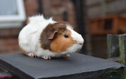Guinea Pig rodents for sale: 9 Month Old Male Guinea Pigs Looking For New Home - Image 15