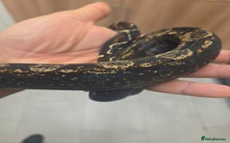 Boa Snake reptiles for sale: Unreal morph hog island boa with full setup  - Image 6