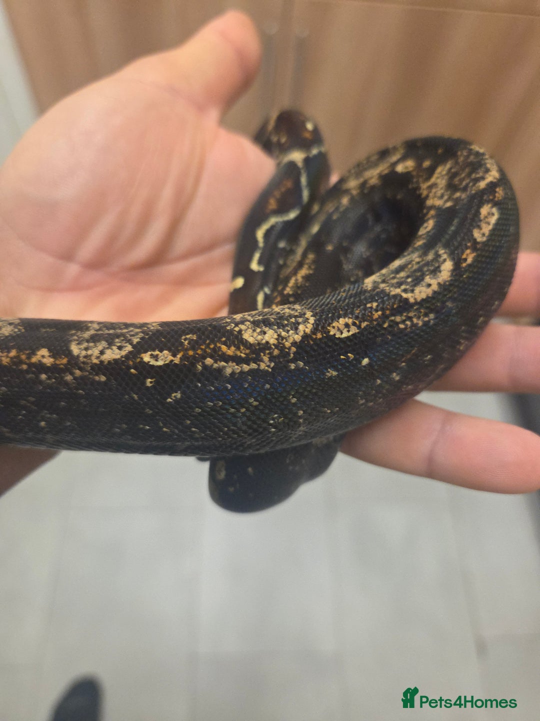Boa Snake reptiles for sale: Unreal morph hog island boa with full setup  - Image 6