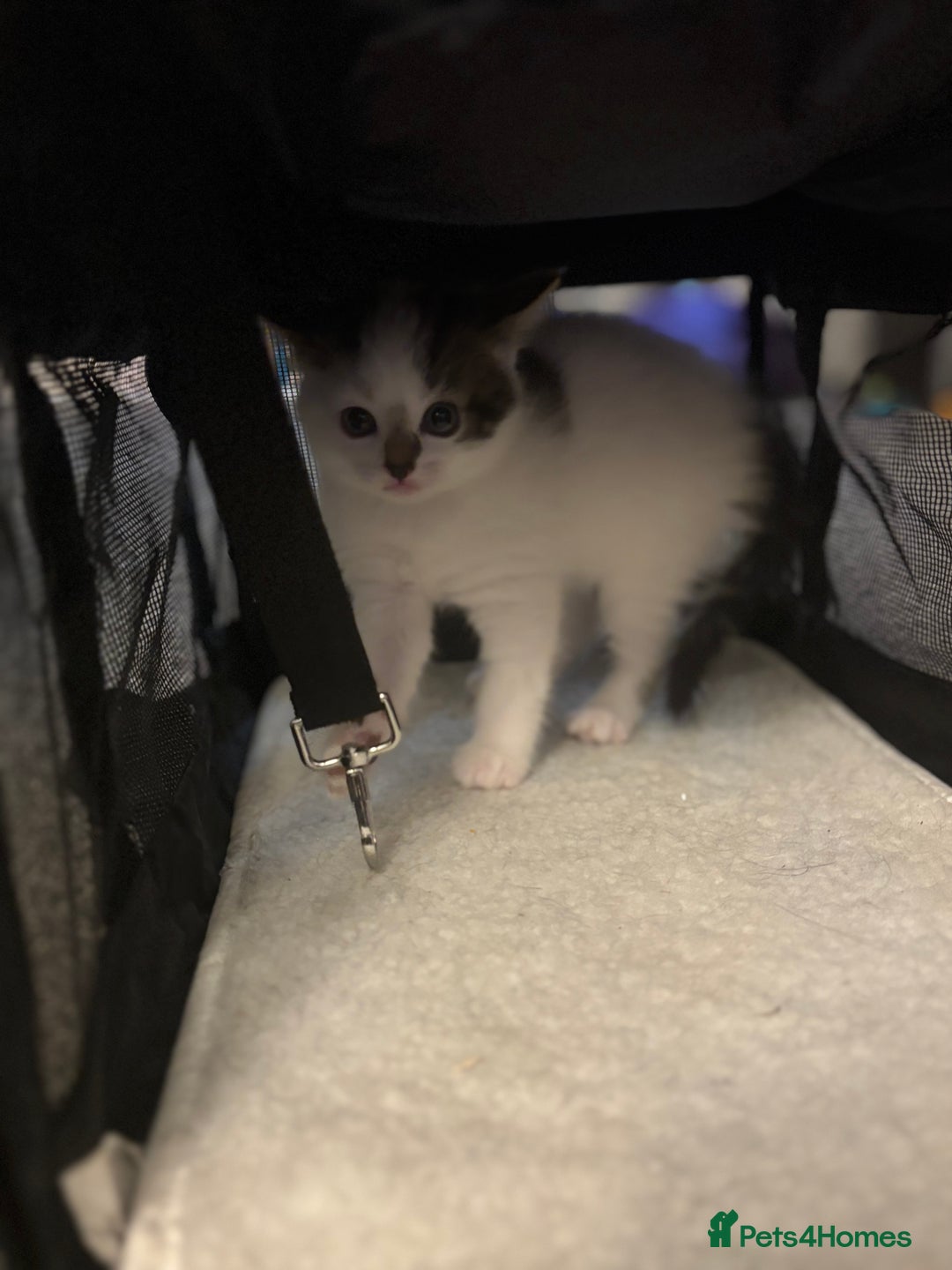 Mixed Breed cats for sale: Beautiful kittens ready for 5/11/28 - Image 8