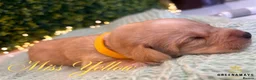 Labrador Retriever dogs for sale: Health-Tested Labrador Pups | 5-Star Breeder - Advert 7
