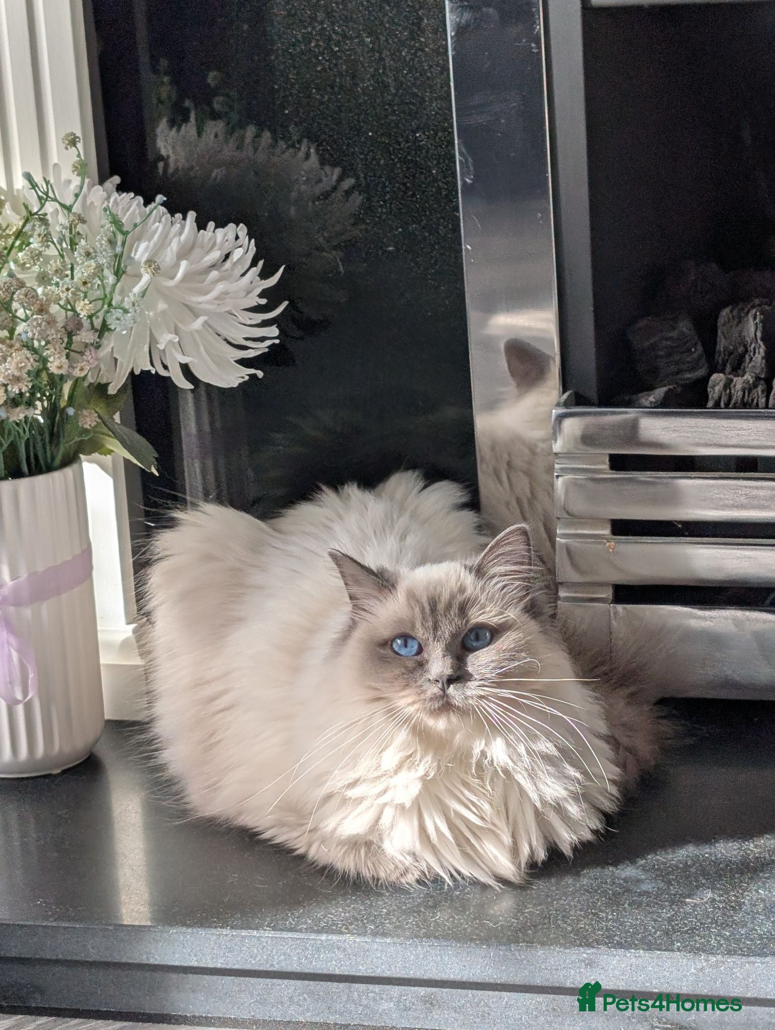 Ragdoll cats Meet little Tigger! GCCF pedigree Ragdoll Kitten  - Advert 2