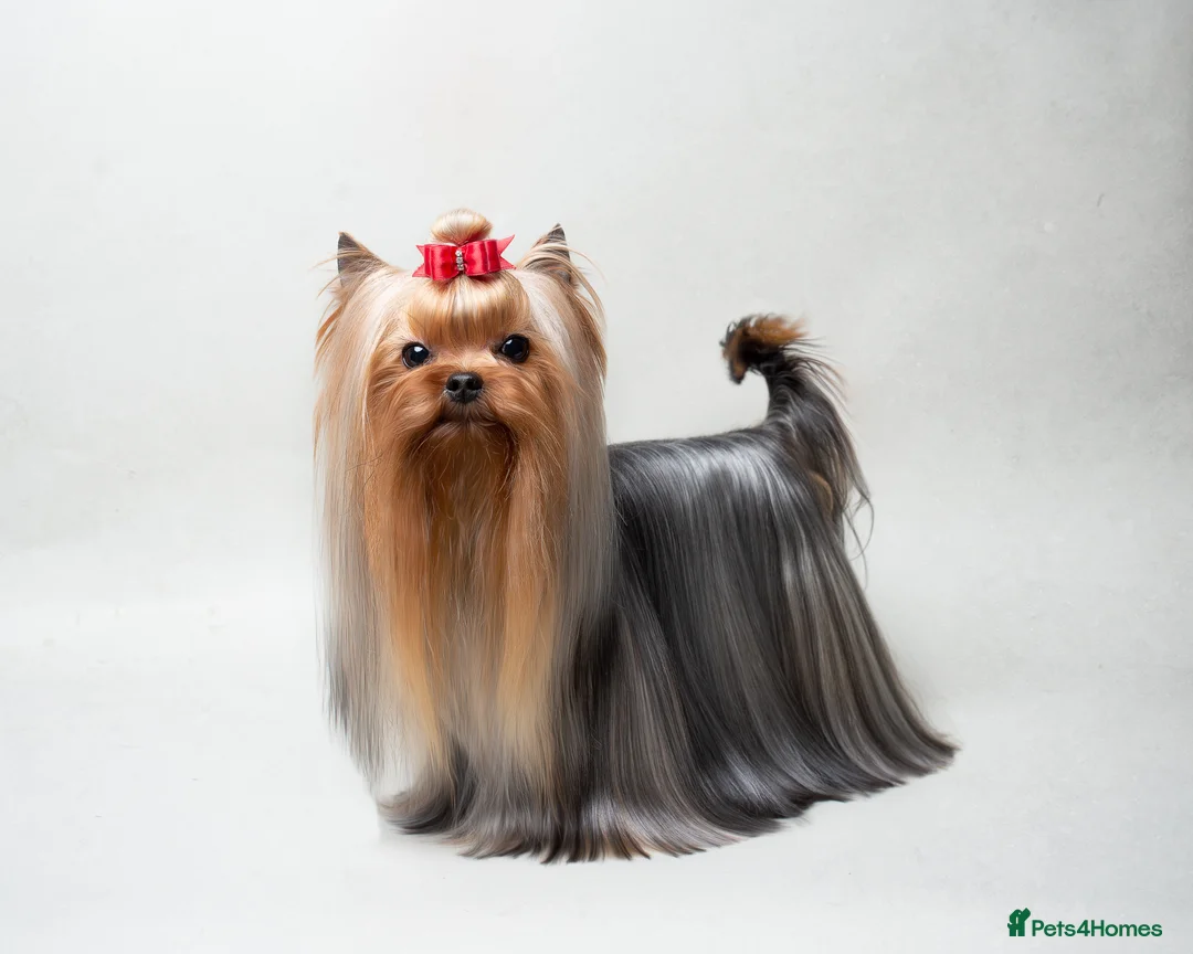 Yorkshire Terrier dogs for stud: Super small Yorkie with short muzzle DNA tested in Sheffield - Advert 5