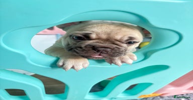 French Bulldog dogs - Advert 7