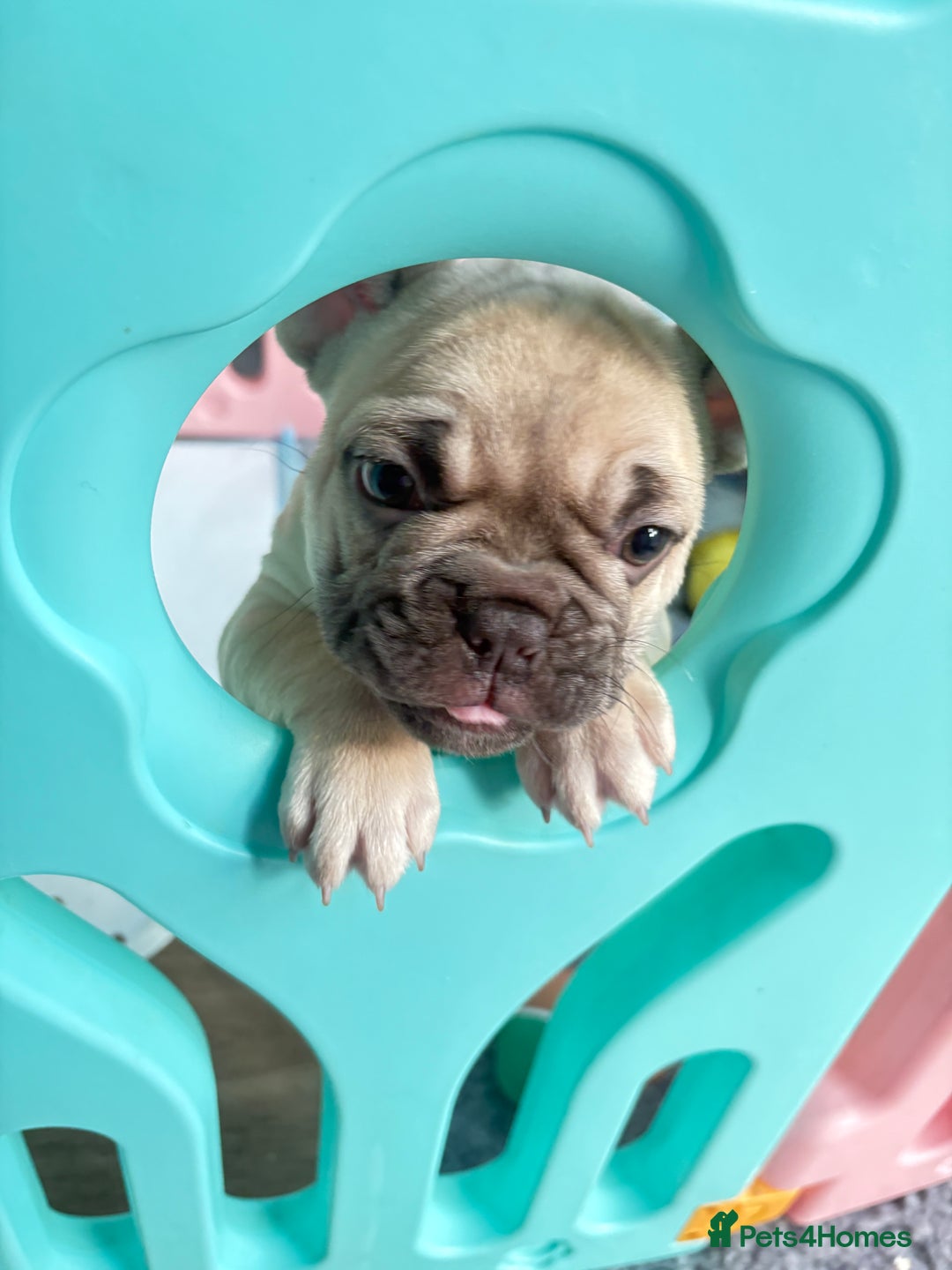 French Bulldog dogs for sale: KC REGISTERED FRENCH BULLDOG PUPPIES - Image 8