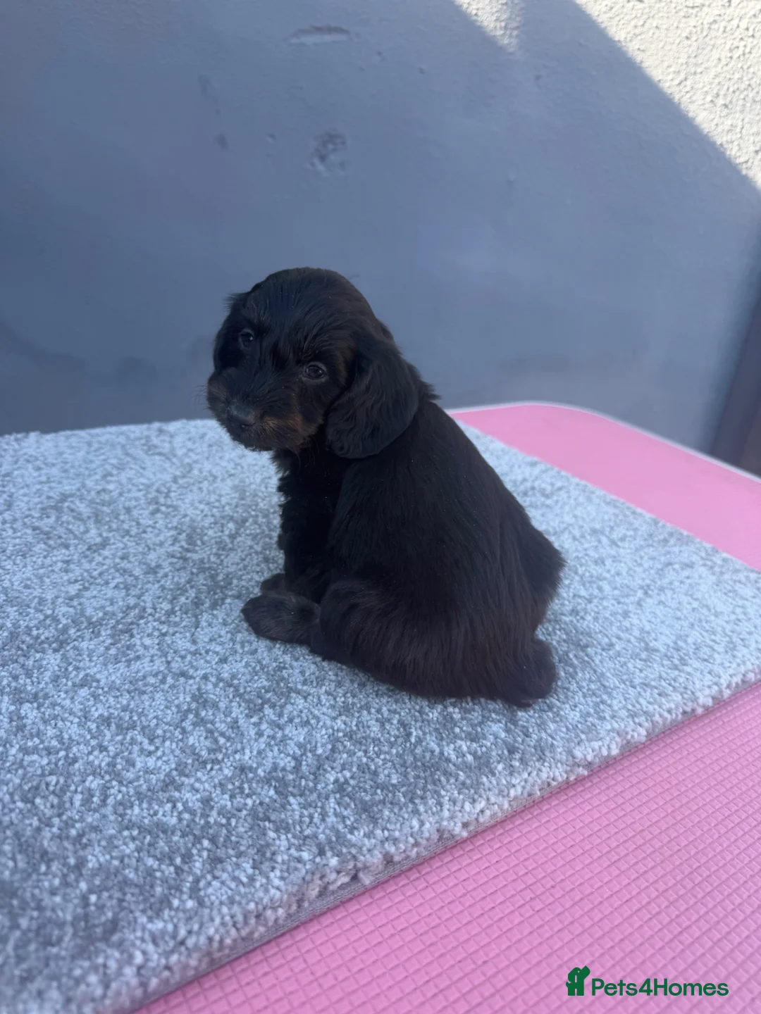 Doxiepoo dogs for sale: doxiepoo puppies for sale  - Advert 1