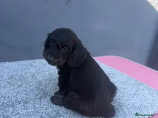 Doxiepoo dogs doxiepoo puppies for sale - Advert 1