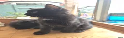 Ragdoll cats for sale: BSH Ragdoll mix in Luton - Advert 3