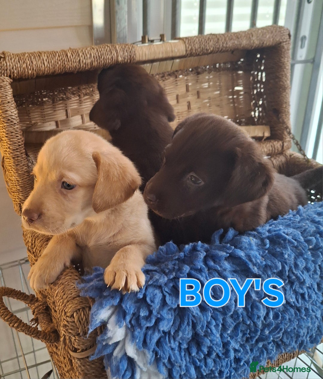 Labrador Retriever dogs for sale: Labrador Pups - Image 8