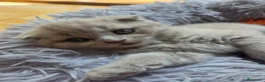 Scottish Shorthair lilac boy Kitten 1