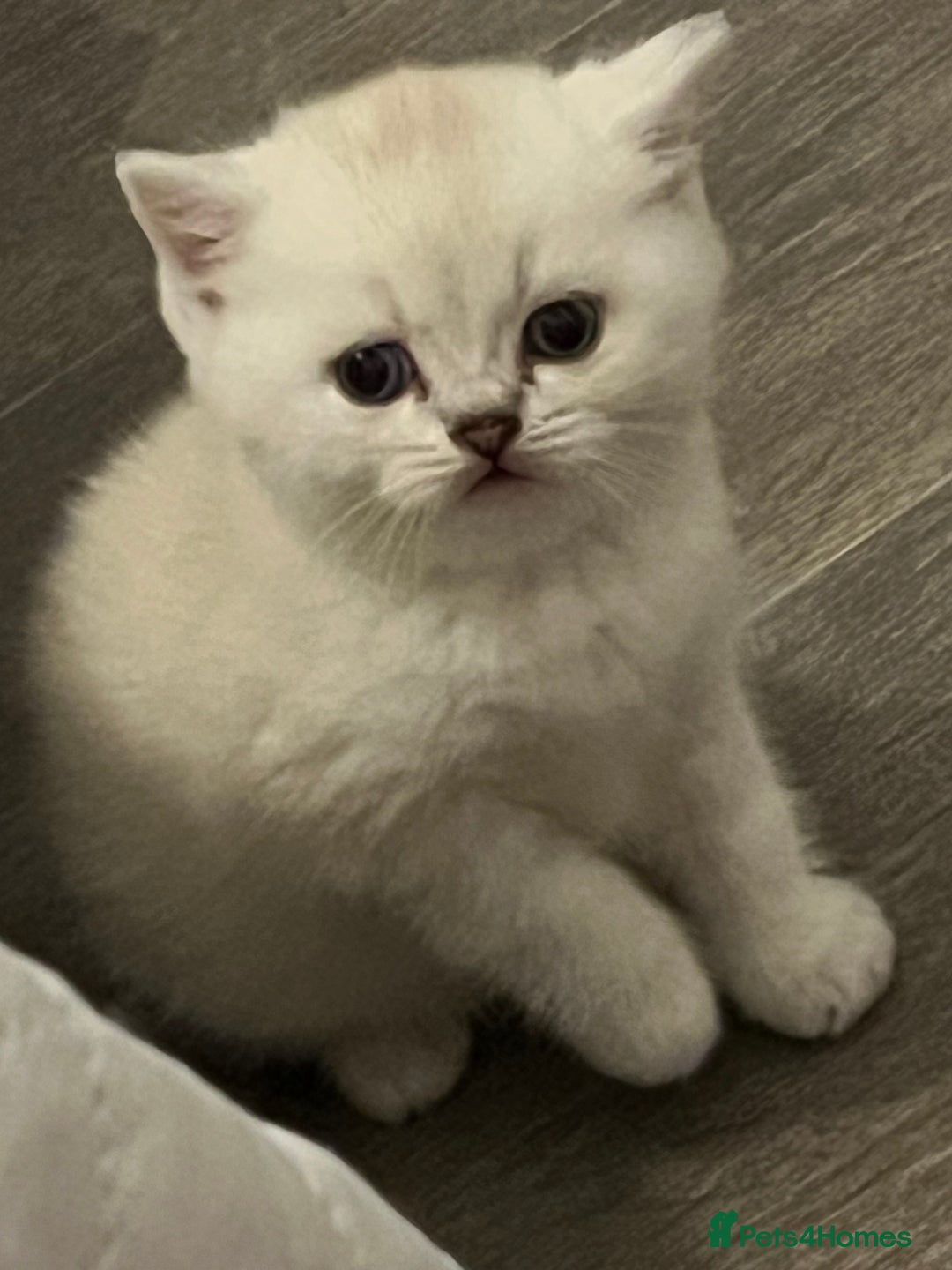 Scottish Fold cats for sale: Scottish Straight  - Image 8