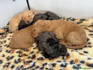 Australian Labradoodle dogs 💕Cutest Australian Labradoodle Puppies💕 - Advert 1