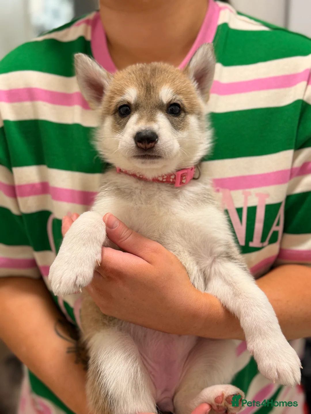 Shepsky dogs for sale: 7 beautiful shepskys - Advert 2