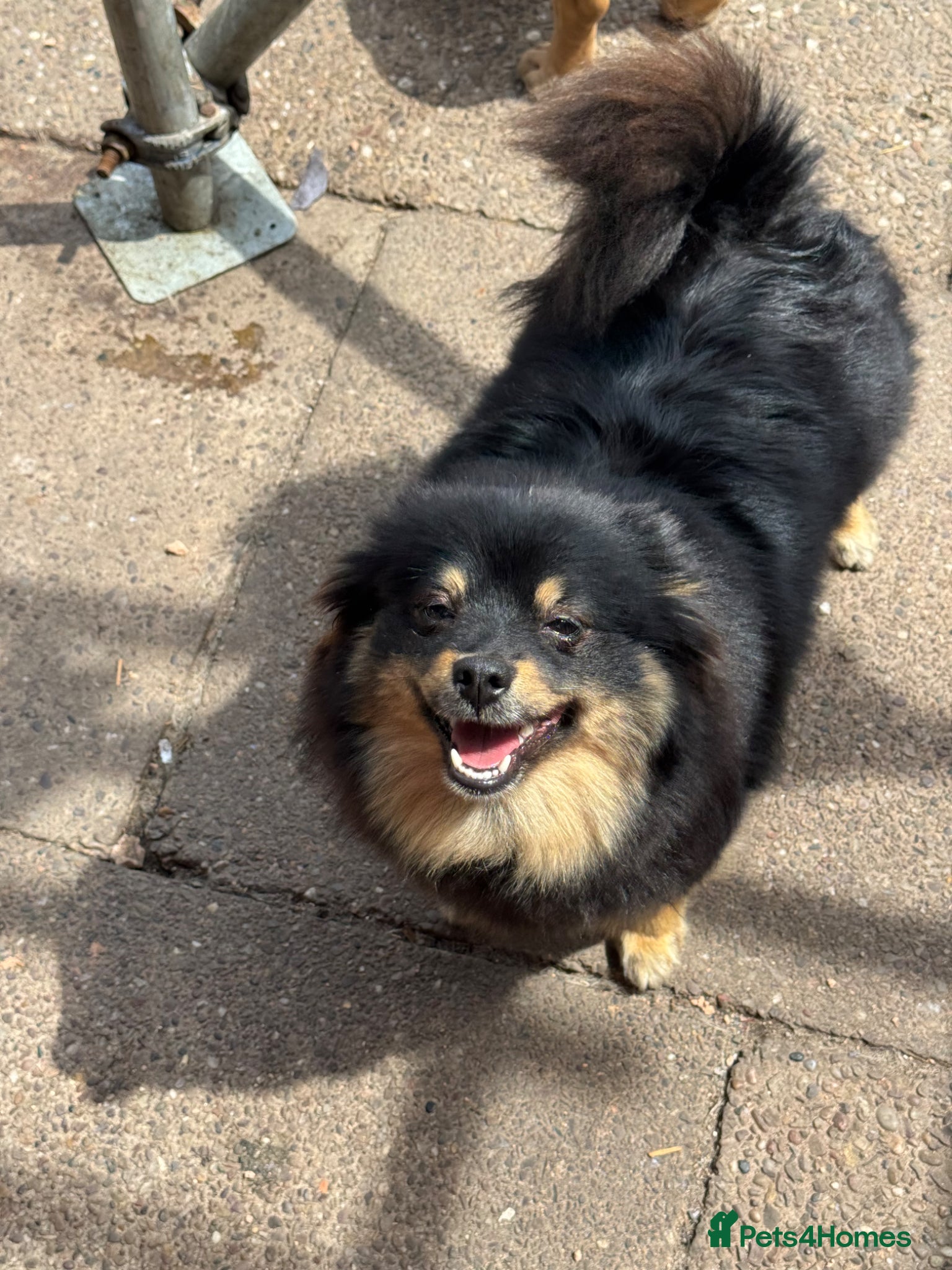 Pomeranian dogs Five beautiful fluffy Pomeranian puppies  - Advert 1