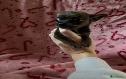 Chorkie dogs for sale: Chorkie puppies  - Image 3