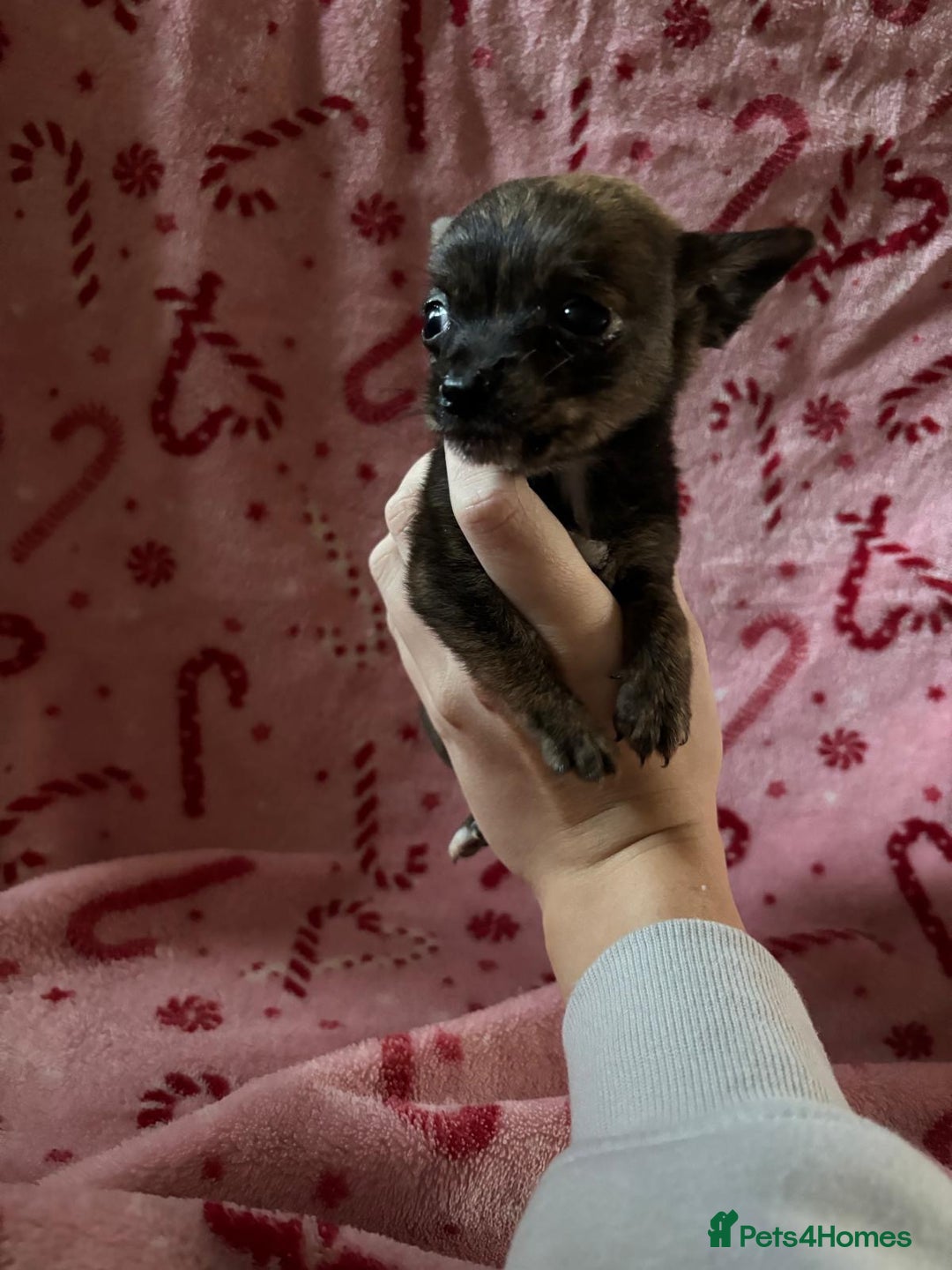 Chorkie dogs for sale: Chorkie puppies  - Image 3