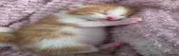 Mixed Breed cats for sale: 5 beautiful fluffy kittens - Advert 9
