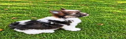 Biewer Terrier dogs for sale: Beautiful Biewer Terrier Puppies – Ready Soon ❤️ - Advert 19