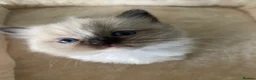 Ragdoll cats for sale: TICA REGISTERED PUREBRED RAGDOLL KITTENS AVAILABLE - Advert 3