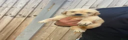 Golden Retriever dogs for sale: ⭐ KC Registered Golden Retriever Puppies ⭐️  - Advert 7