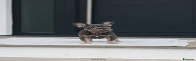French Bulldog Puppy 2