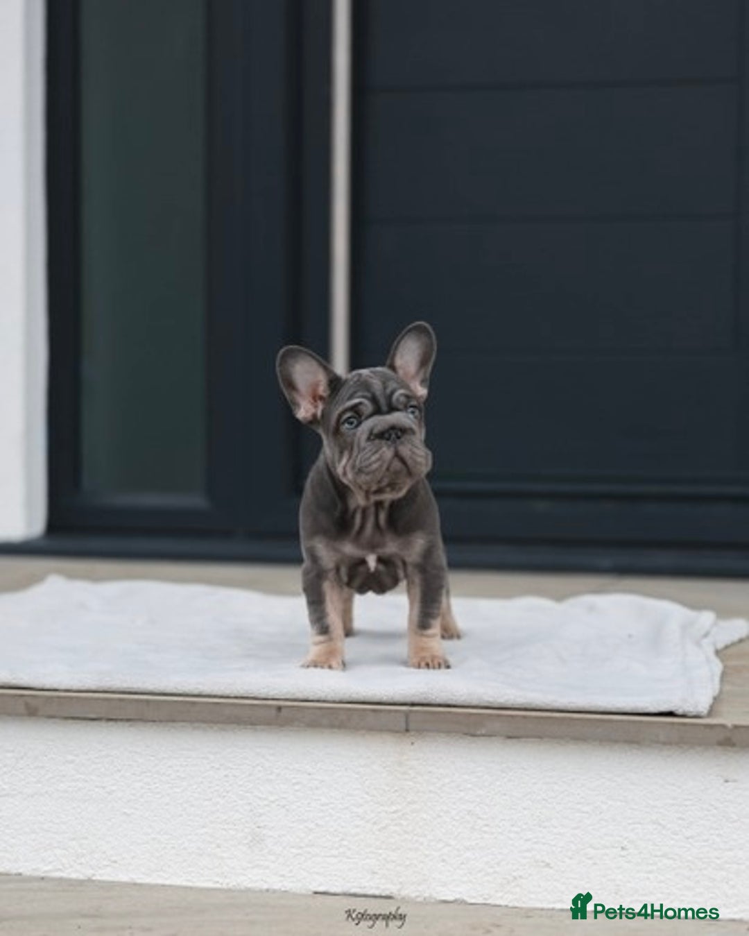 French Bulldog dogs for sale: ✨Two Gorgeous French Bulldog Boys ✨ - Advert 20