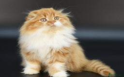 Scottish Fold cats for stud: RoyalOwl Yoshi: Scottish Fold Longhair Stud  in Banbury - Image 9