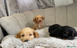 Cockapoo dogs for sale: Cockapoo puppy’s ready Wednesday  - Image 16