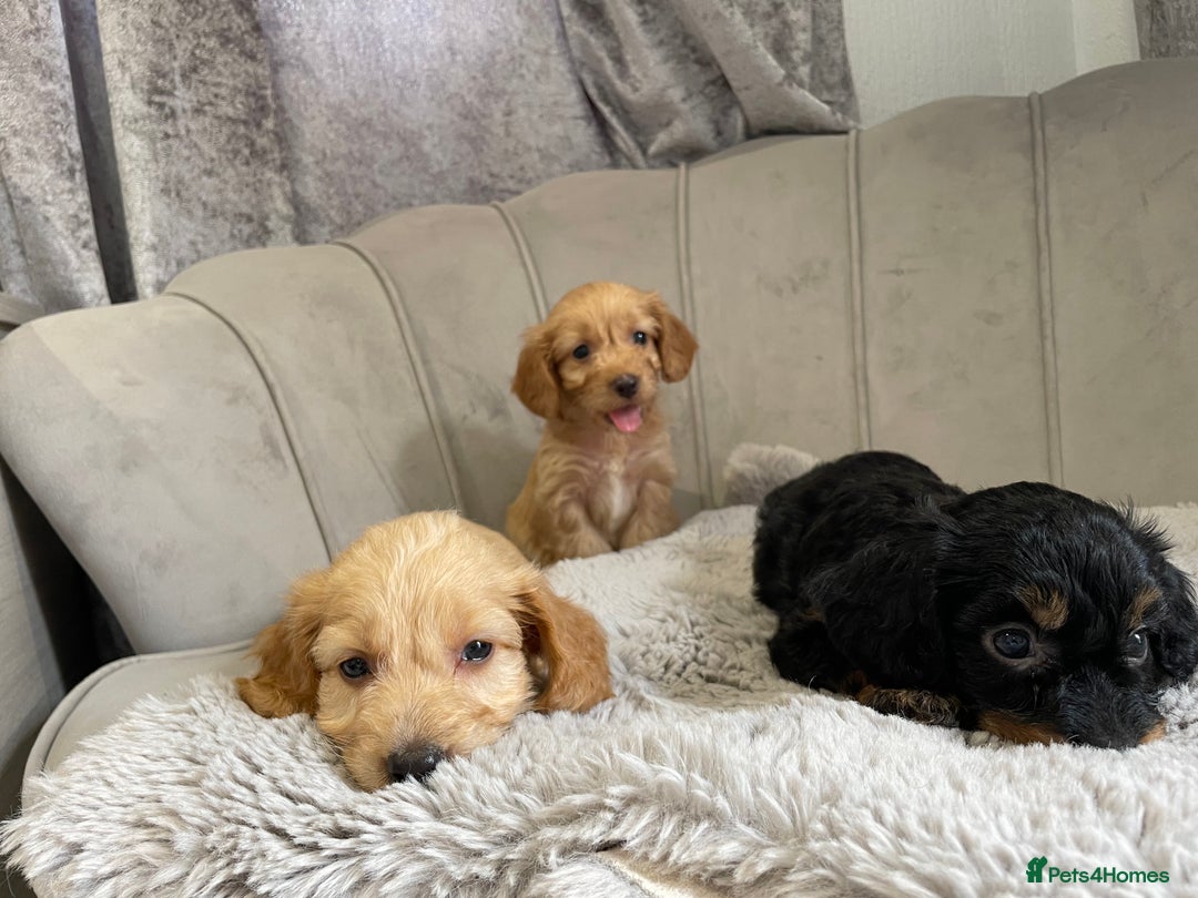Cockapoo dogs for sale: Cockapoo puppy’s ready Wednesday  - Image 16