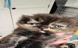 Persian cats for sale:  ⸻  ✨ Pedigree chinchilla Kittens  - Image 6