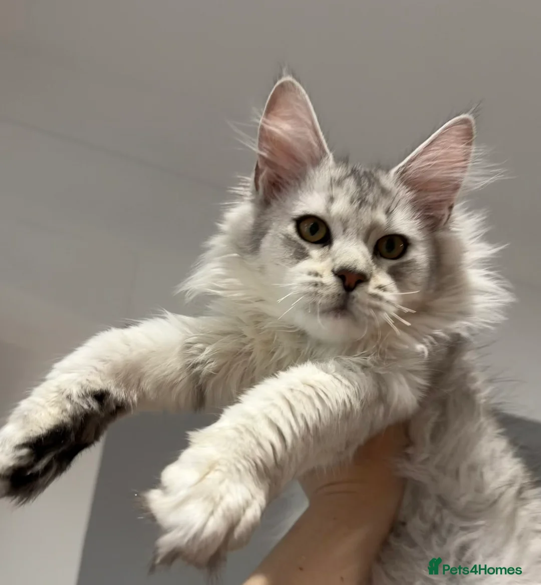 Maine Coon cats for sale: Stunning Black Silver Shaded Maine Coon Kittens - Advert 5