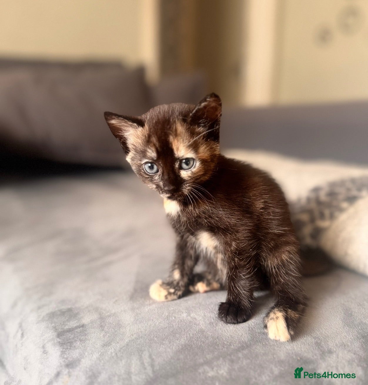 Mixed Breed cats Tortoiseshell Girl - Advert 5