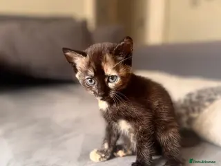 Mixed Breed cats Tortoiseshell Girl - Advert 5