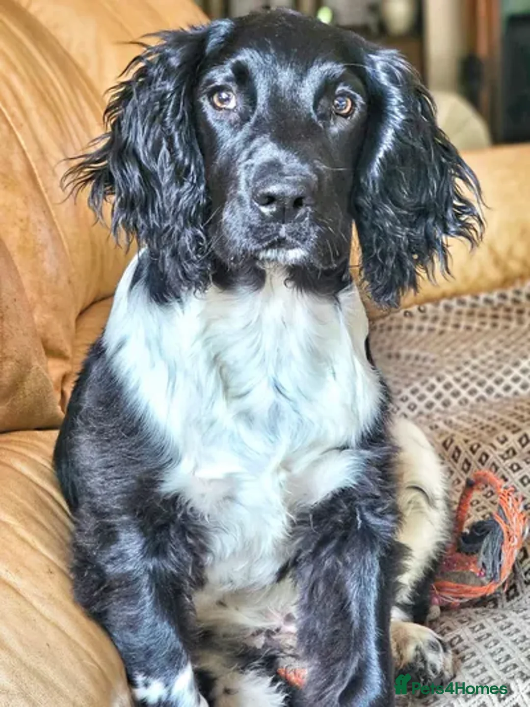 English Springer Spaniel dogs for stud: BW Springer Stud Dog  in Alford - Advert 5