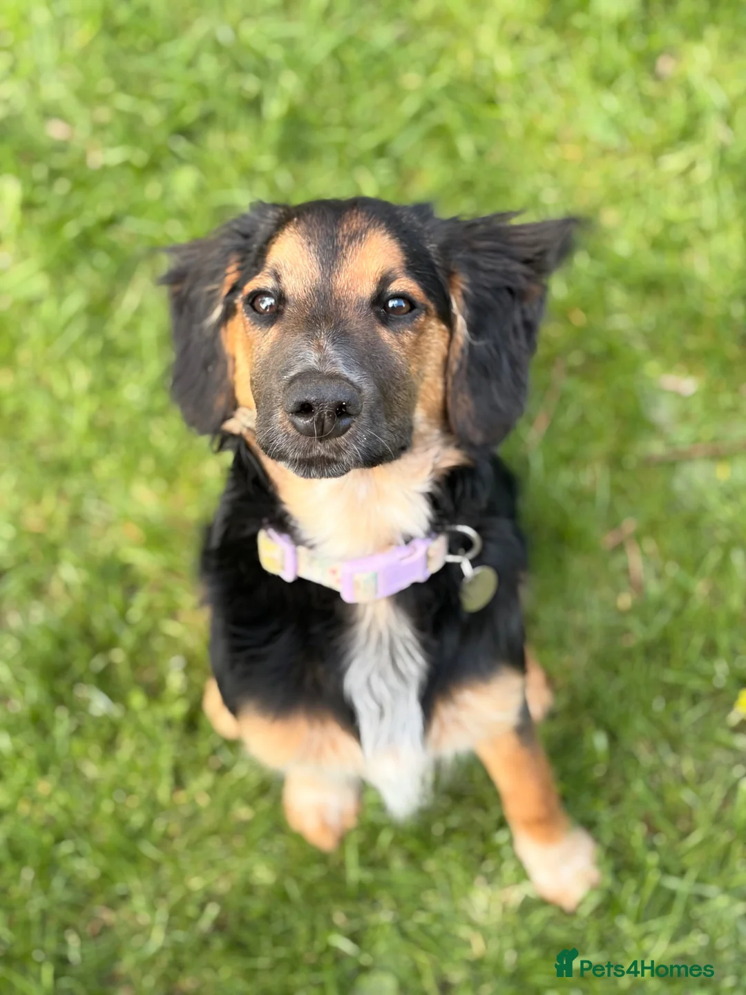 Mixed Breed dogs for sale: STUNNING BORDER COLLIE X COCKER SPANIEL PUP - Advert 2
