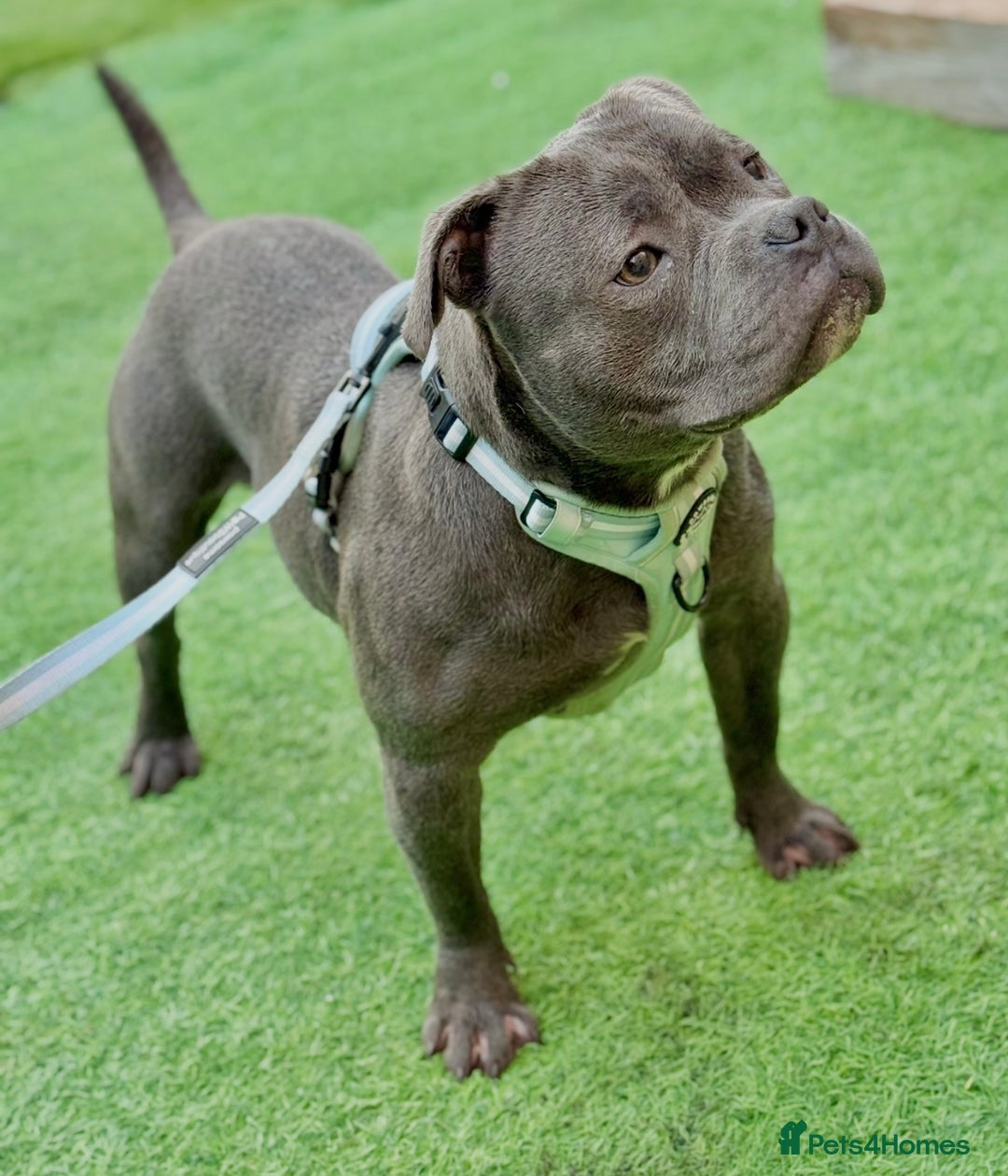 Staffordshire Bull Terrier dogs for sale: Blue Staffordshire Bull Terrier Champion Pup - Advert 22