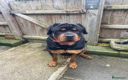 Rottweiler dogs for stud: Rottweiler - Image 3