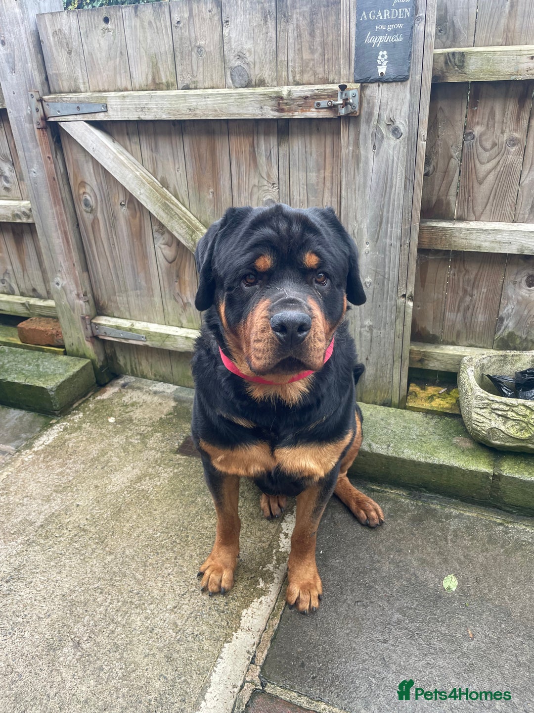 Rottweiler dogs for stud: Rottweiler - Image 3
