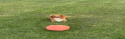 Miniature Dachshund dogs for stud: Beautiful Archie ready for stud  - Advert 3